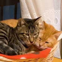 寄り添っている二匹の猫