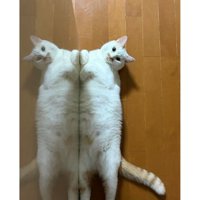寝転ぶ猫