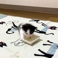 ミルク