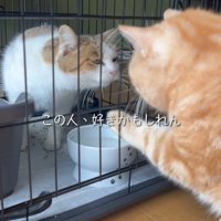 ケージ越しに向かい合う2匹の猫
