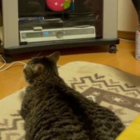 前を向き直す猫