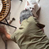 シャムトラ猫を撫でる男性と、男性の頭を舐める白猫