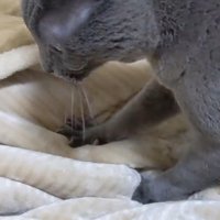 布団を踏む猫