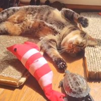 前足を広げる猫