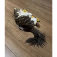 おもちゃで遊ぶ猫
