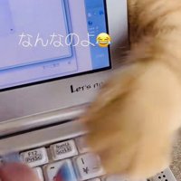 ノートパソコンの後ろから猫パンチするミックス猫