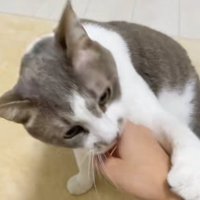 飼い主の手を噛もうとするサバ白