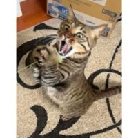 遊んでいる猫