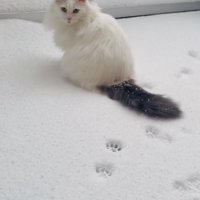 雪の中、飼い主のほうに振り向くノルウェージャン