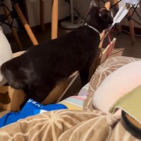 キッチンへ向かう猫の背中を見送る飼い主