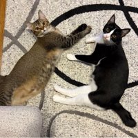 室内にいる猫