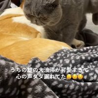 犬と寝ている飼い主のそばにやってくる猫