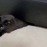 ベッドの隙間から上半身が出た黒猫