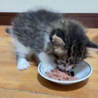 ごはんを食べる子猫