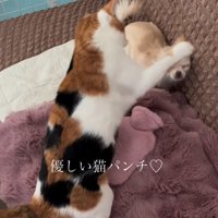 犬に猫パンチする猫