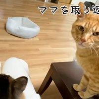 テロップ「ママを取り返す！」