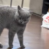 睨む子猫2
