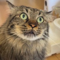 口を閉じて飼い主を見上げる猫