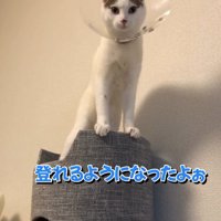 キャットタワーの上にいる猫