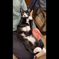 左前足を上げた姿