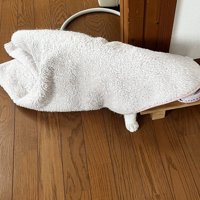 上から見た毛布を被った猫