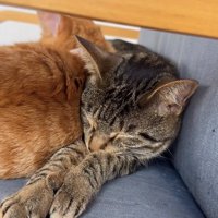 茶トラとソファの間に挟まれて寝ているキジトラ