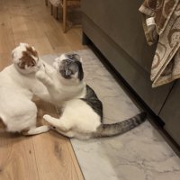 ケンカをする2匹の猫