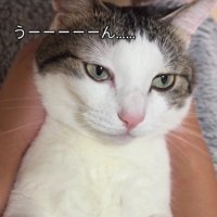 仰向けの猫