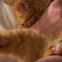 抱かれた猫