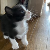 見上げる子猫