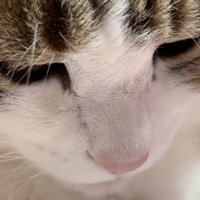 落ち込む猫