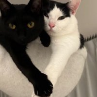 ハンモックにいる猫たち