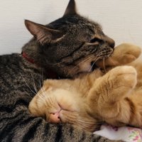 茶トラ猫の前足を甘噛みするキジトラ猫