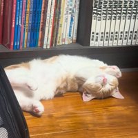 眠る猫