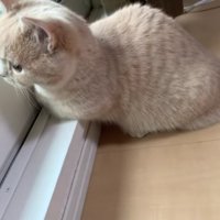 外を見ているむぎちゃん