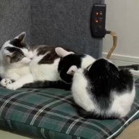 2匹の猫がグルーミングをしている