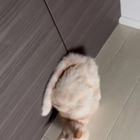 なぜか前に進んでしまう猫