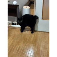 室内にいる猫
