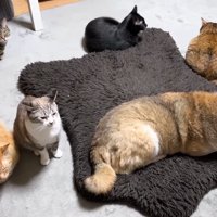 リキくんと6匹の猫さん