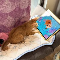 タブレットで遊ぶ猫