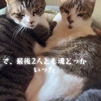 寄り添ってぼーっとする2匹の猫