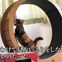 テロップ「そんなわけで～」
