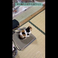 お父さん待ちのミケ