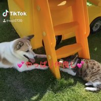向かい合って伏せをしている犬と猫