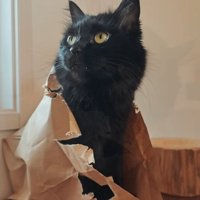 紙袋から顔を出すモカちゃん