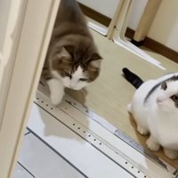 お風呂の入り口にいる猫