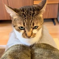 睨む猫