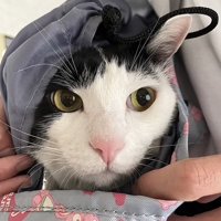 鞄に入って抱っこされるハチワレ猫