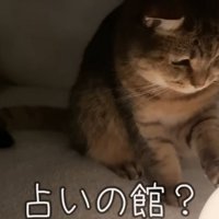こたつの中の猫