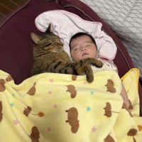 赤ちゃんと一緒の布団で寝る猫